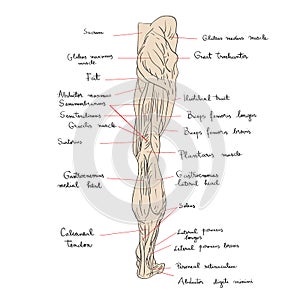 Leg muscles back text