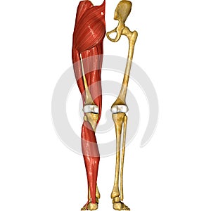 Leg muscles photo