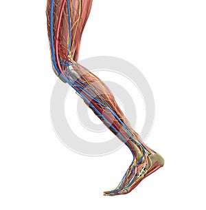 Leg muscles. Human leg anatomy. Vector medical