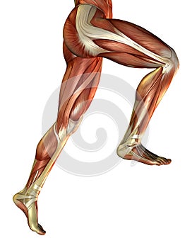 Leg muscles of the man