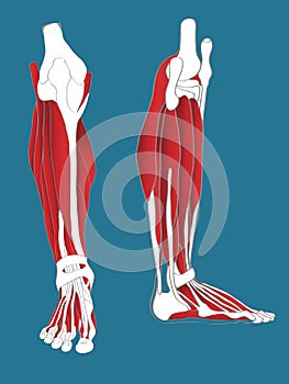 Leg Muscular System