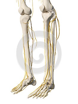 The leg nerves