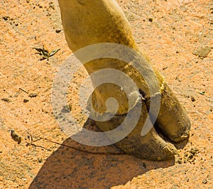 The leg of a rothschilds giraffe in closeup, mammal body parts, Endangered animal specie from Africa photo