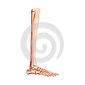 Leg tibia, fibula, Foot, ankle Skeleton Human side lateral view. Set of realistic Anatomically correct 3D flat natural