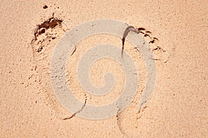 Leg traces on sand footprint the yellow small beach paradise rest