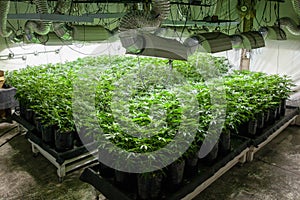 Legal cannabis grow room series - Marijuana growing and cultivation plants in bags under lights