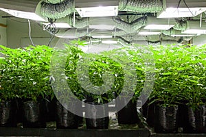 Legal cannabis grow room series - Marijuana growing and cultivation plants in bags under lights