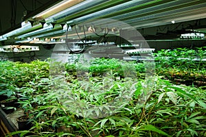 Legal cannabis grow room series - Marijuana growing and cultivation small plants in the early stage of growth under lights