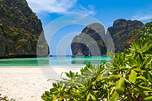 The legendary Maya Bay beach without people where the film \