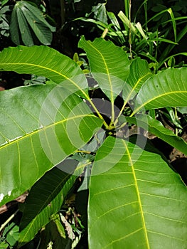 the legendary sour fruit plant tamarind