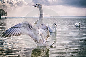 Legendary Swan