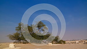 Legendary tree of life, bahrain desert