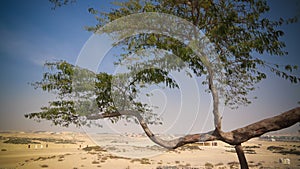 Legendary tree of life, bahrain desert