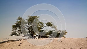 Legendary tree of life, bahrain desert