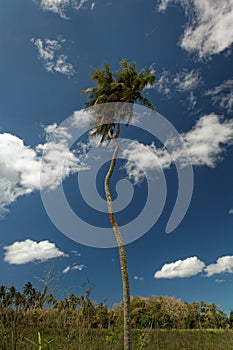 The legendary two headed palm tree on Tonga, Tongatapu Island