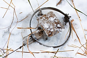 Leghold trap on the snow photo