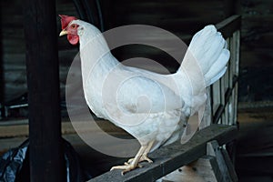 Leghorn chicken