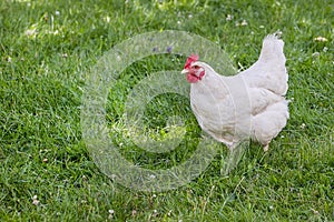 Leghorn Chicken