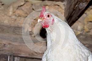 Leghorn Chicken photo