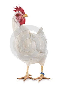 Leghorn chicken in studio photo