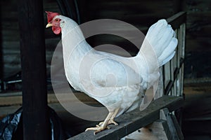 Leghorn chicken photo