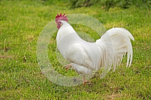 Leghorn Domestic Chicken, Cockerel walking on Grass