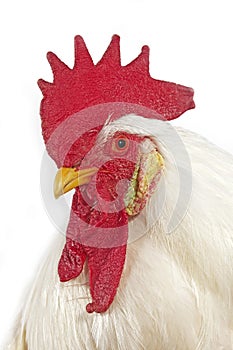 Leghorn Domestic Chicken, Portrait of Cockerel against White Background