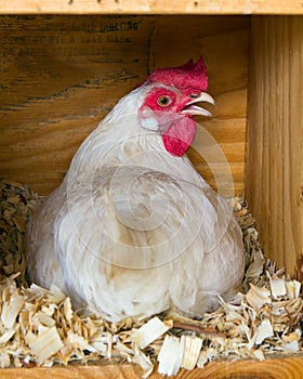 Leghorn hen on eggs