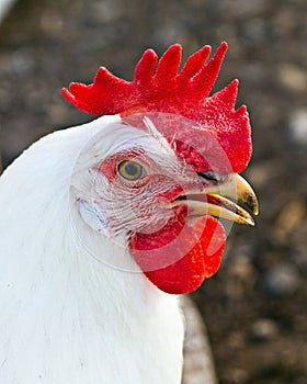 Leghorn hen portrait