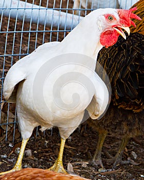 Leghorn hen showing off