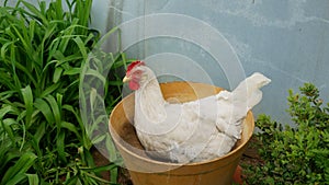 Leghorn hen white chicken sitting nest hole nide relaxes on a flowerpot resting in the mud clay, lays an egg to hatch straw hay,
