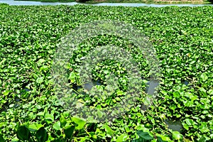 A legion of water hyacinths overwhelms a portion of the river