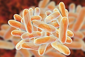 Legionella pneumophila bacteria