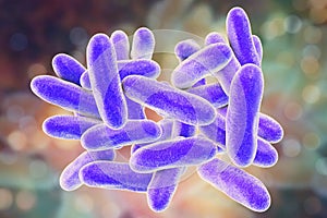 Legionella pneumophila bacteria