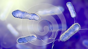 Legionella pneumophila bacterium, the causative agent of Legionnaire`s disease