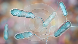 Legionella pneumophila bacterium, the causative agent of Legionnaire`s disease