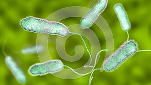Legionella pneumophila bacterium, the causative agent of Legionnaire`s disease