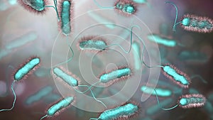 Legionella pneumophila bacterium, the causative agent of Legionnaire`s disease