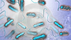 Legionella pneumophila bacterium, the causative agent of Legionnaire's disease