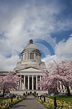 Legislative Building with Cherry Blossoms photo
