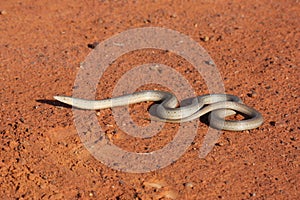 Legless lizard photo