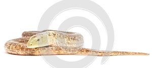 Legless Lizard