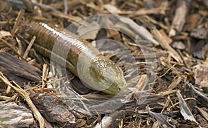 Legless Lizard (Pseudopus apodus) photo