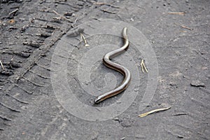 Legless lizard Scheltopusik