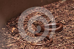 Legless lizard Scheltopusik is scientifically known as Pseudopus apodus