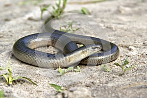 Legless lizard Slow Worm lying on the sand on the edge of the forest. photo