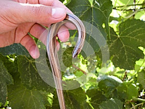 Legless lizard spindle in human hand. Anguis fragilis.