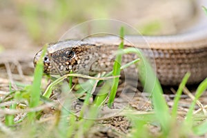 Legless shiny harmless lizard slow worm