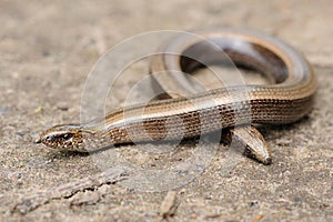 legless shiny harmless lizard slow worm