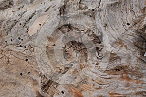 Legno di albero tarlato